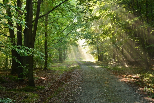A visual effect of light rays filtering through tree leaves (Komorebi), symbolizing Soapdia's commitment to natural and environmentally friendly ingredients